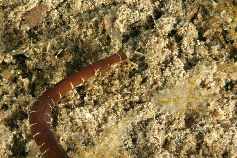 Notospermus geniculatus